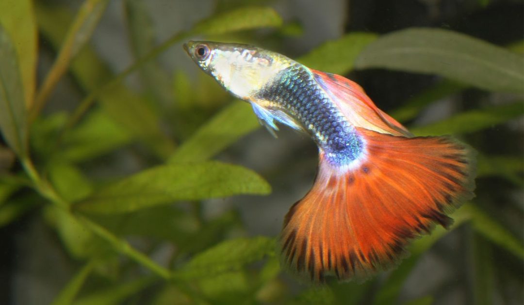 10 Best Aquarium Fish For Beginners & How To Choose – Nayturr