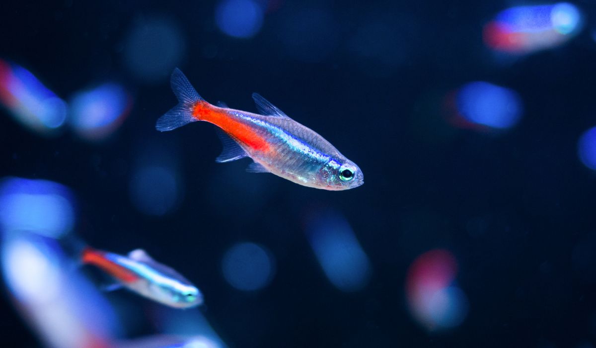 15 Types of Freshwater Fish Characteristics & Care Guides Nayturr