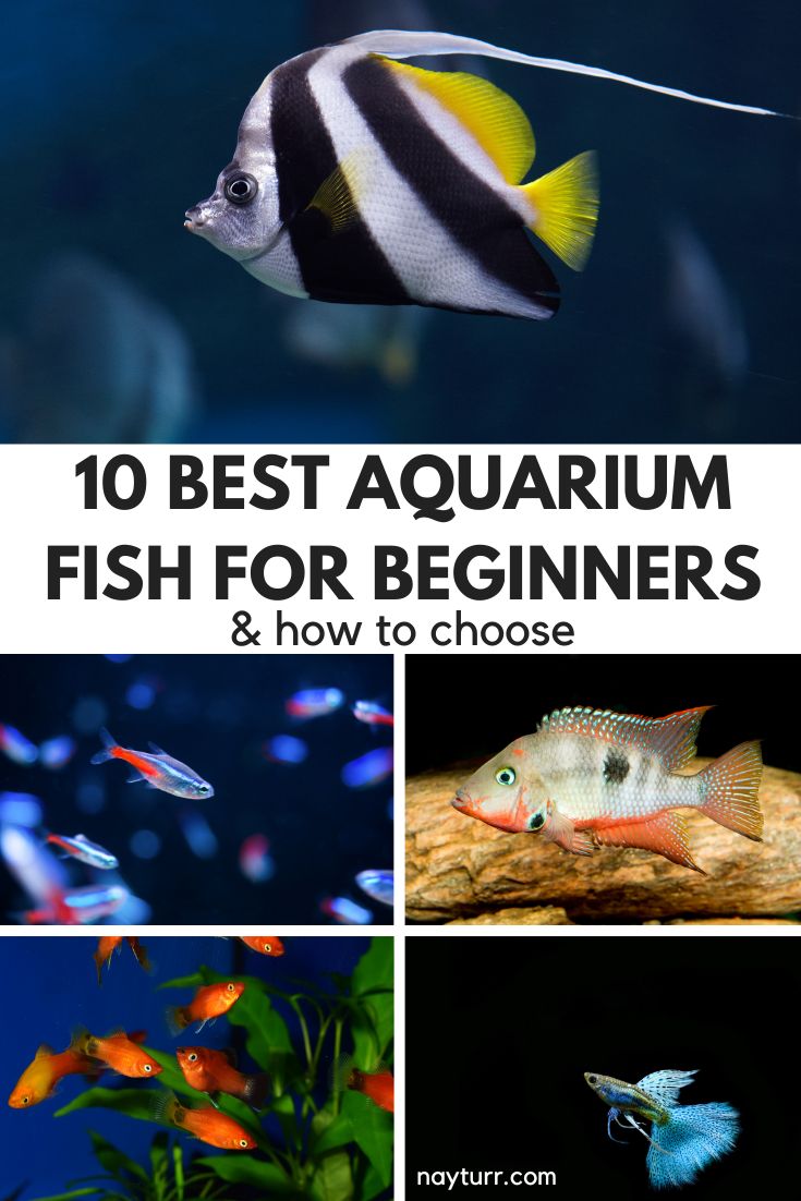 10 Best Aquarium Fish For Beginners & How To Choose Nayturr