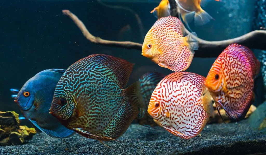 15 Types Of Freshwater Fish Characteristics Care Guides Nayturr