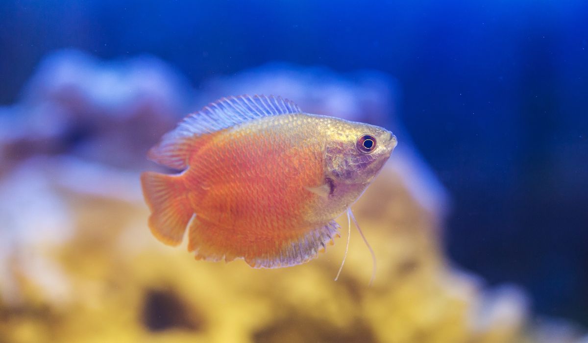 15 Types of Freshwater Fish Characteristics & Care Guides Nayturr