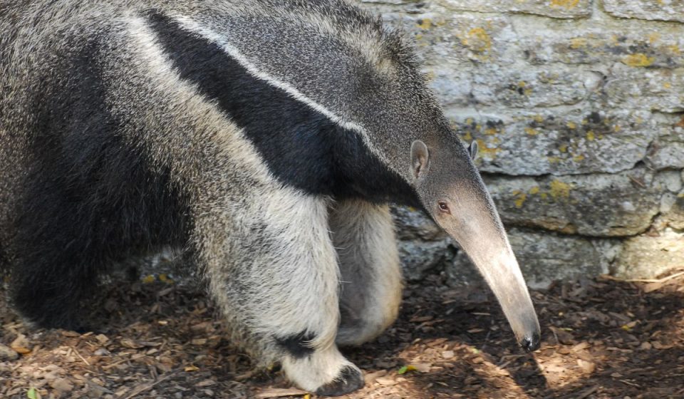 11 Animals Without Teeth & How They Survive Without Them Nayturr