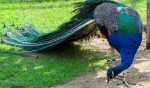Why Do Farmers Have Peacocks 8 Reasons They re Good For Farming Nayturr why-do-farmers-have-peacocks-8-reasons-they-re-good-for-farming-nayturr