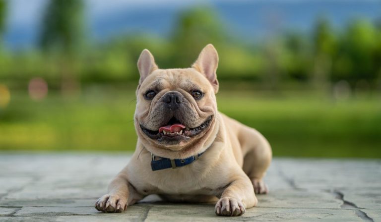 How To Prevent IVDD In French Bulldogs: Full Guide – Nayturr