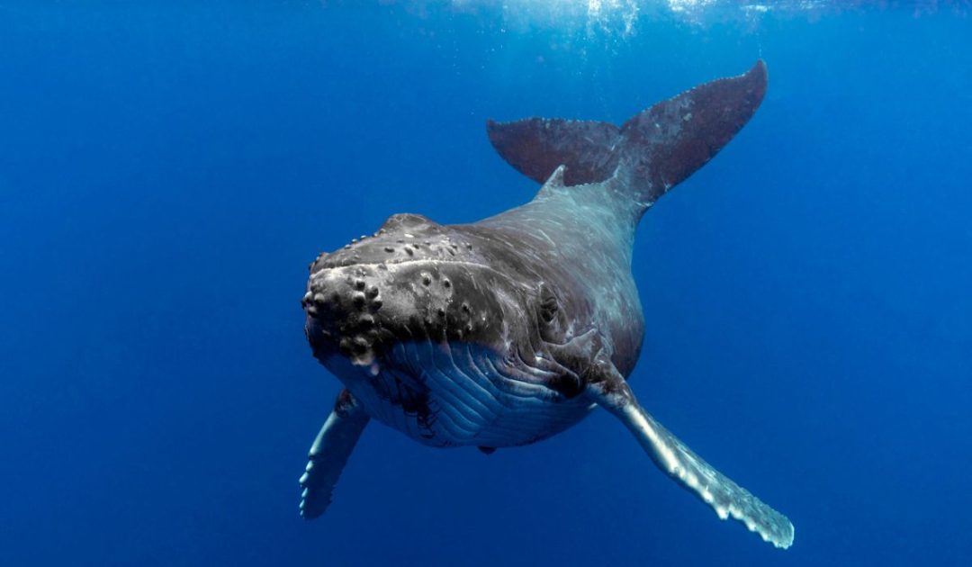 Are Whales Smarter Than Humans? Whale Intelligence Facts Nayturr