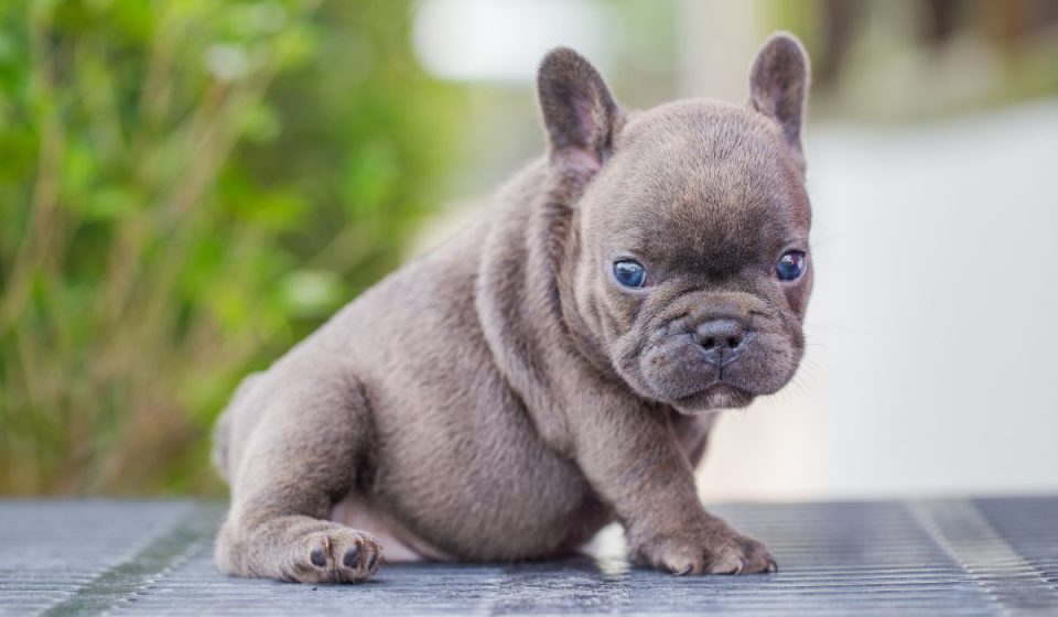 7 Signs Your French Bulldog is Pregnant & What to Do Nayturr