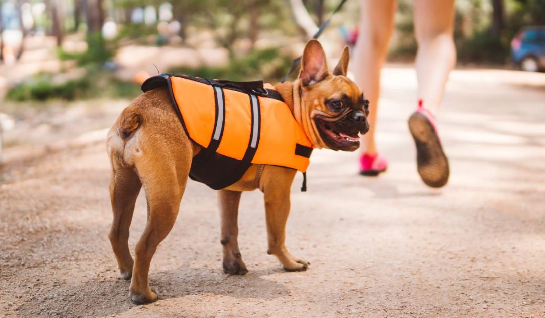 Can French Bulldogs Swim? If Not, Why? Can They Learn? Nayturr