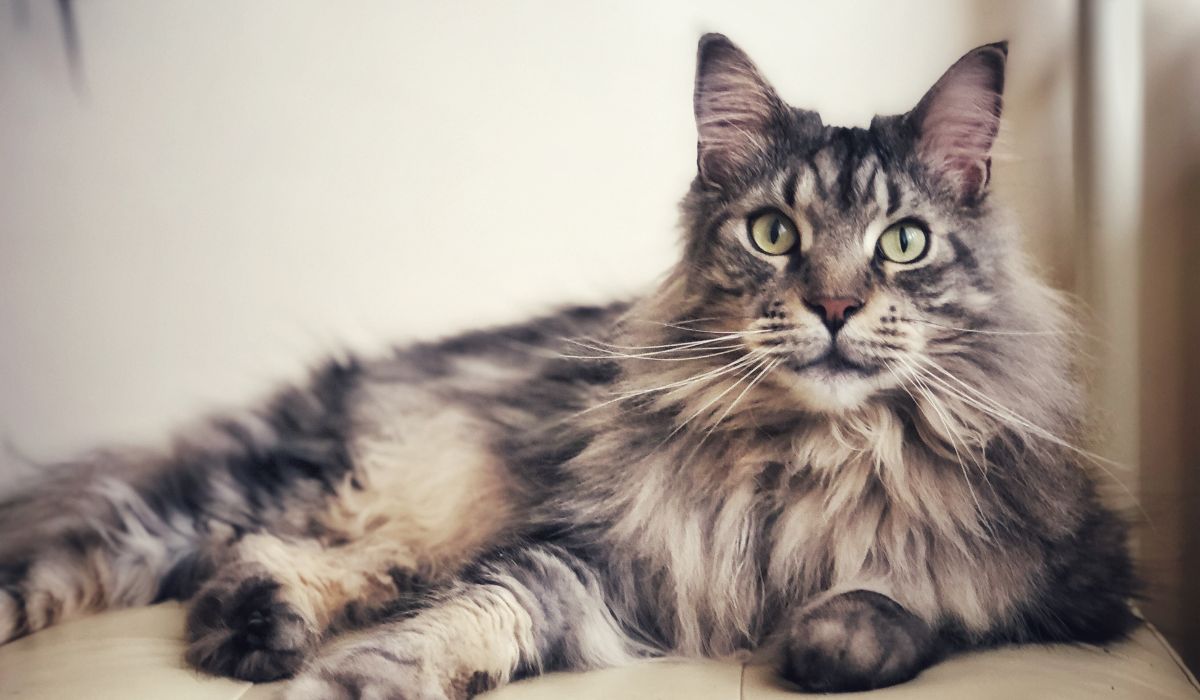 What Color are Maine Coon Cats? All Colors/Combinations Listed! – Nayturr