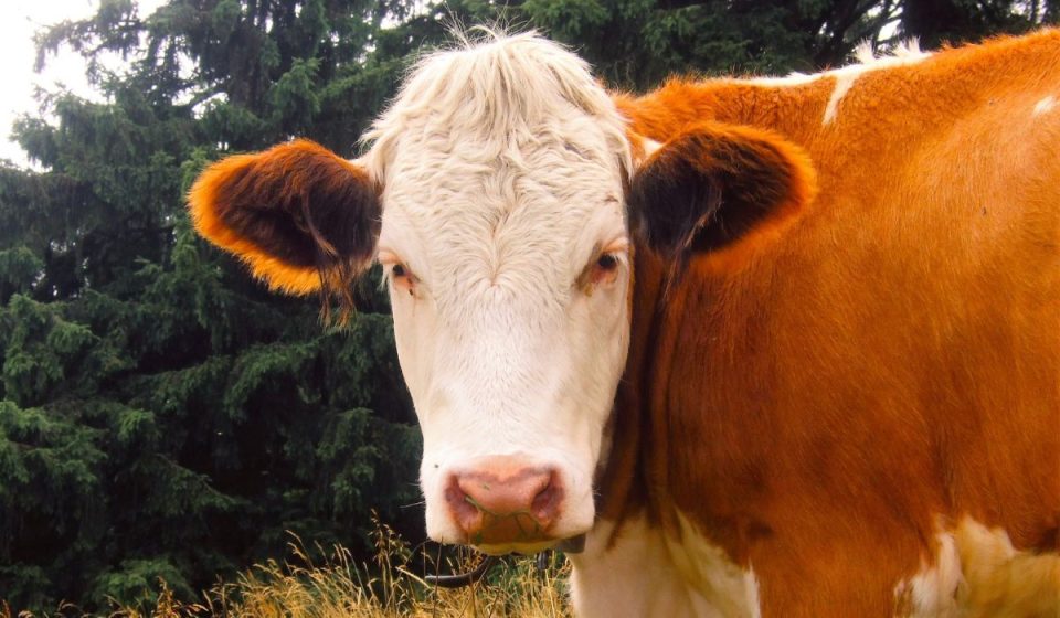 Can You Ride a Cow? How, Why, When & Which Type of Cow Explained – Nayturr
