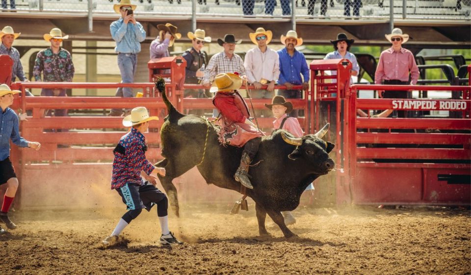 Fatcow Ride Can You Ride a Cow? How, Why, When & Which Type of Cow Explained – Nayturr