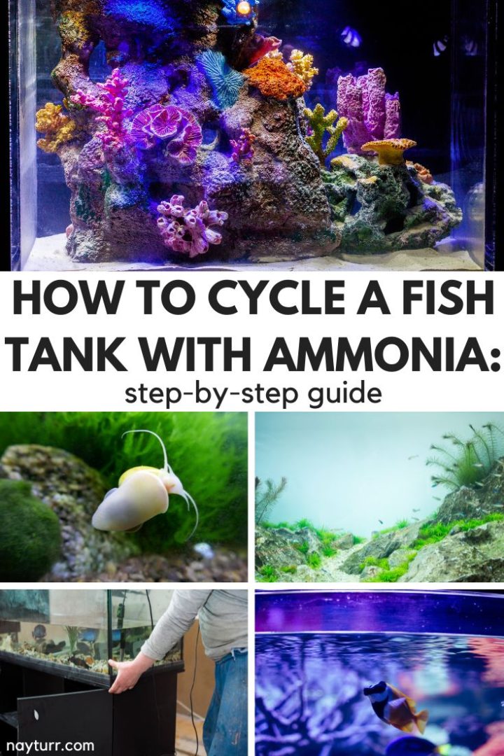 How to Cycle a Fish Tank with Ammonia StepbyStep Guide Nayturr
