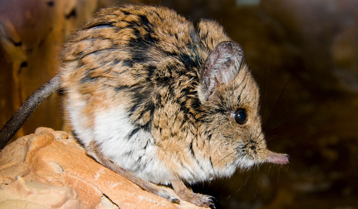 Which Animals Have Periods/Menstruate Besides Humans? Nayturr