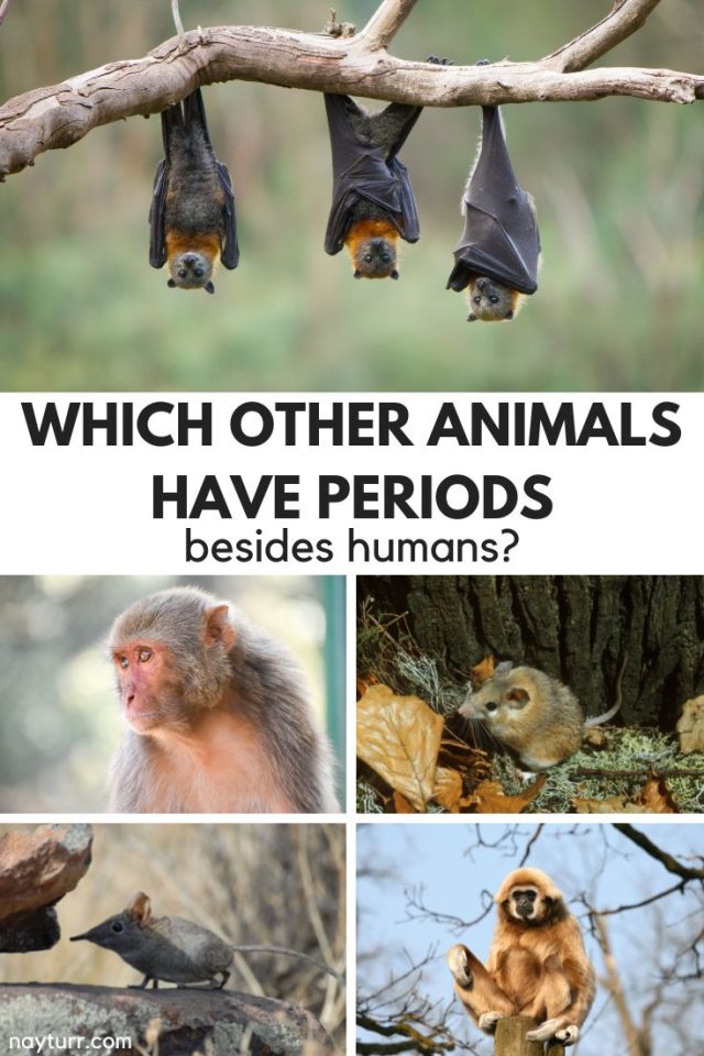 which-animals-have-periods-menstruate-besides-humans-nayturr