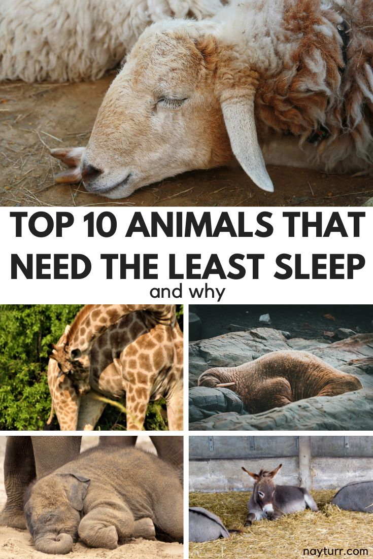 Top 10 Animals That Need The Least Sleep & Why – Nayturr