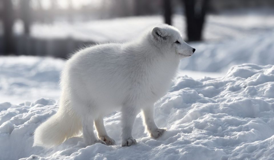 Which Animals Can Only Survive In The Cold, If Any? Nayturr