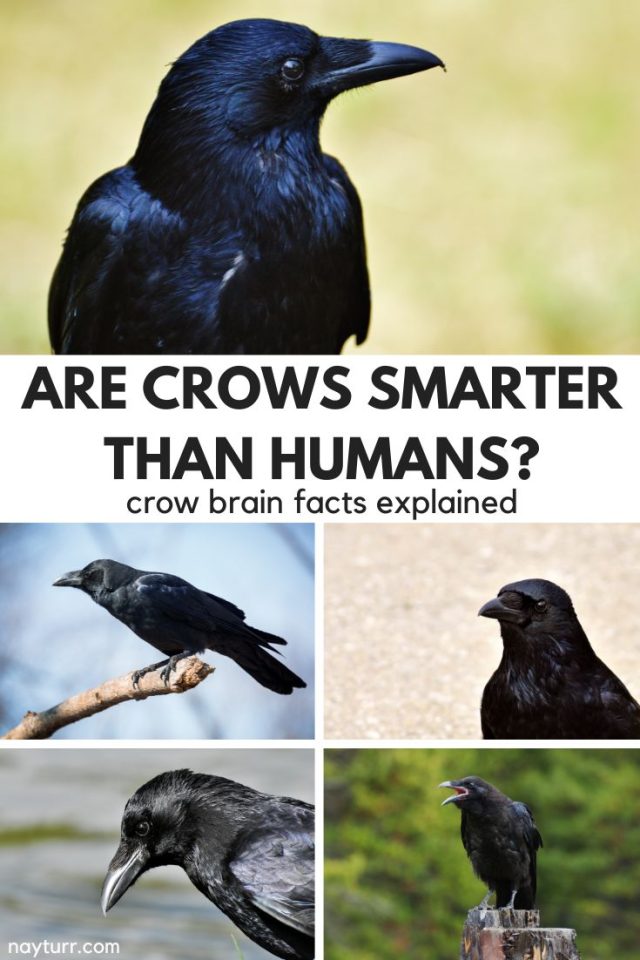 Are Crows Smarter Than Humans? Crow Brain Facts Explained – Nayturr