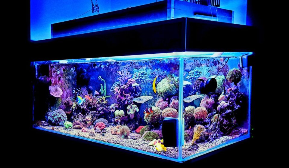 Can You Cycle a Fish Tank in 24 Hours? Fastest Way to Do It! Nayturr