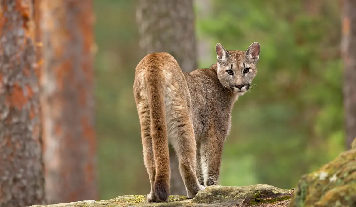 A cougar back view in the woods, turning to look at the camera. 