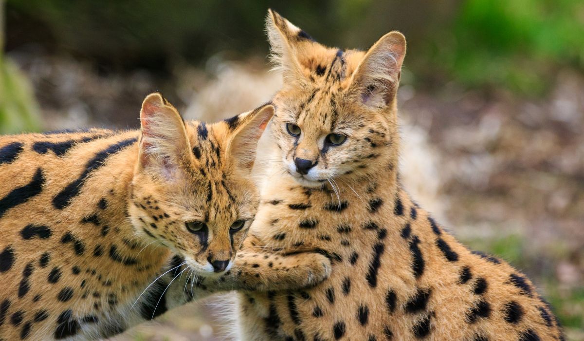 2 young servals playing. 