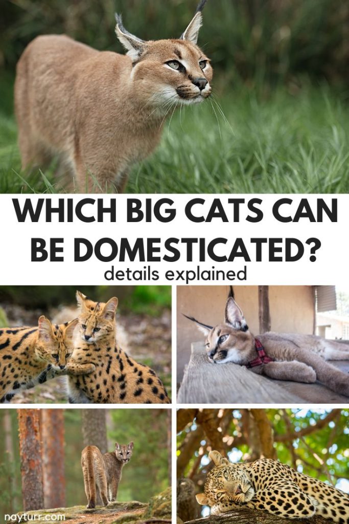 Photos of a caracal, leopard, cougar, and servals, with a middle banner that reads Which beg cants can be domesticated? Details explained.