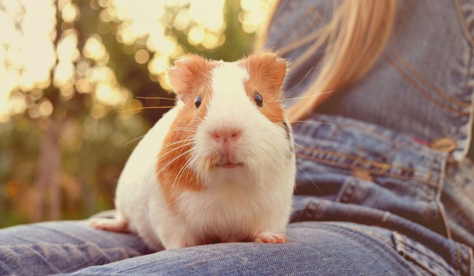 Why Guinea Pigs Poop So Much & What to Do About it Nayturr