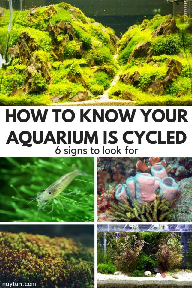How to Know When Your Aquarium Is Cycled 6 Signs to Look For Nayturr