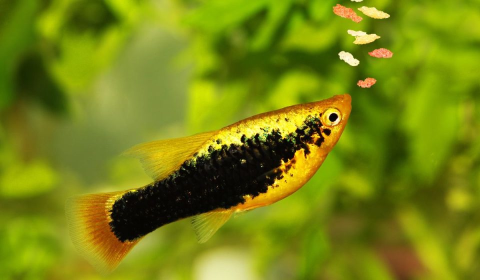 How To Look After Baby Fish At Home Full Care Guide Nayturr