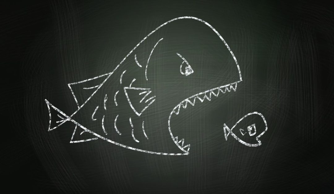 How To Look After Baby Fish At Home: Full Care Guide – Nayturr