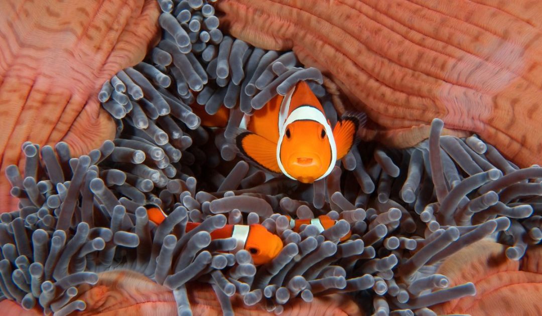 How To Look After Baby Fish At Home: Full Care Guide – Nayturr