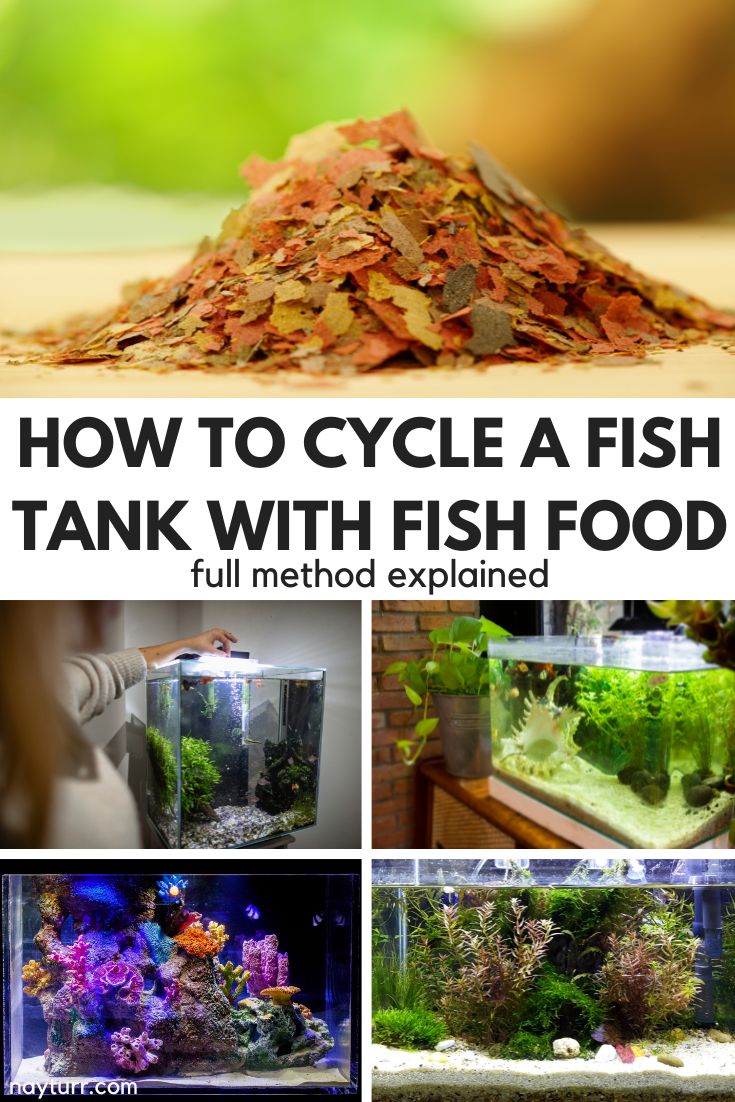 How to Cycle a Fish Tank with Fish Food Full Method Explained Nayturr