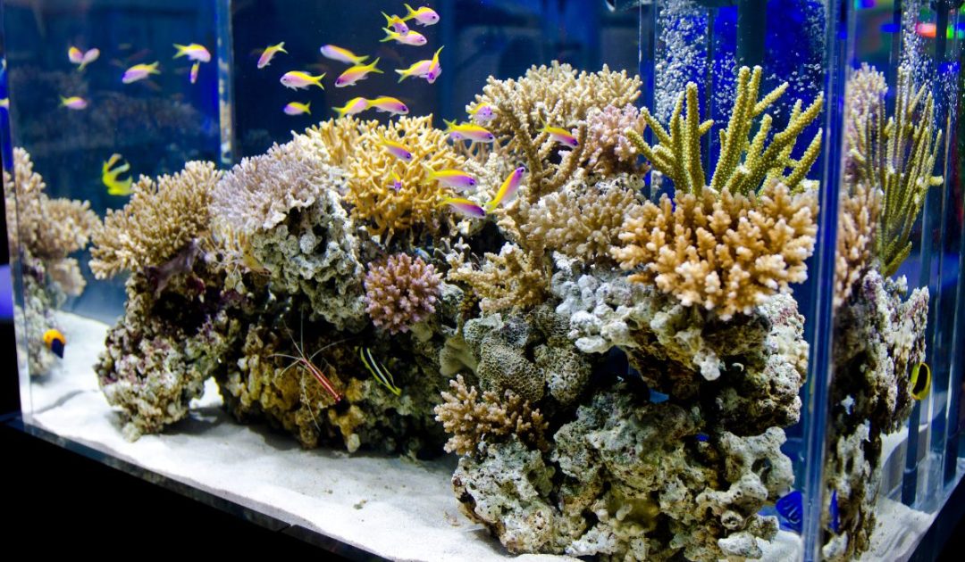 Saltwater Vs. Freshwater Aquarium Pros, Cons, How To Choose Nayturr