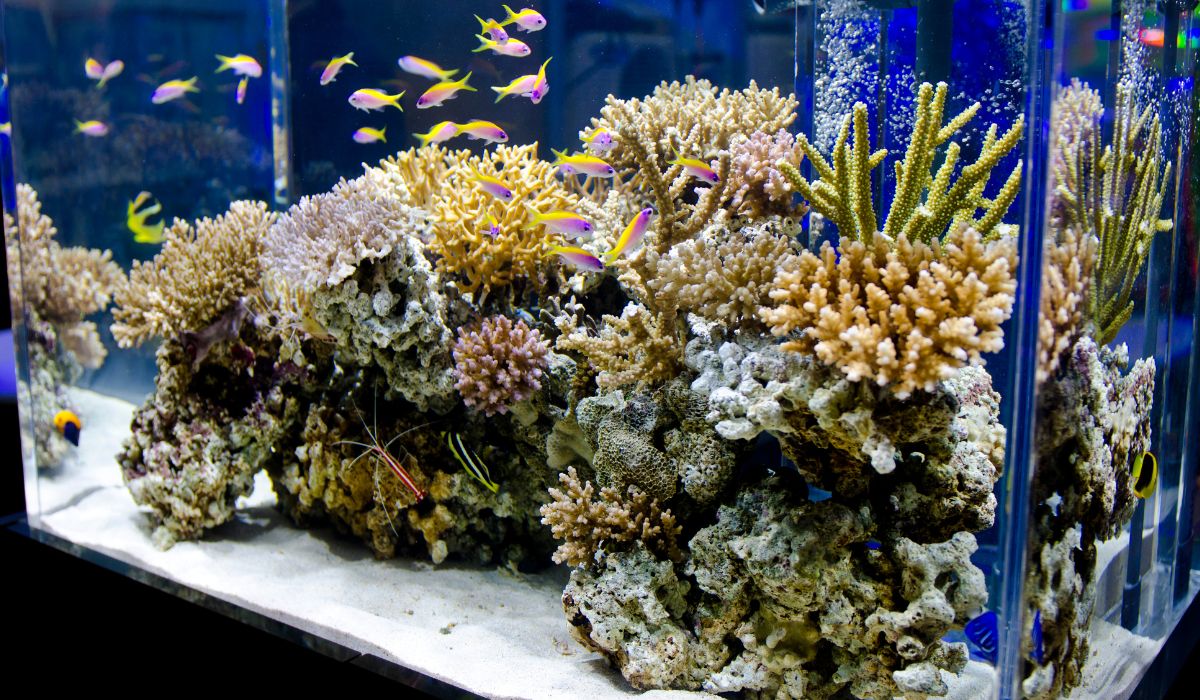 A fish tank with coral and bright colored fish. 