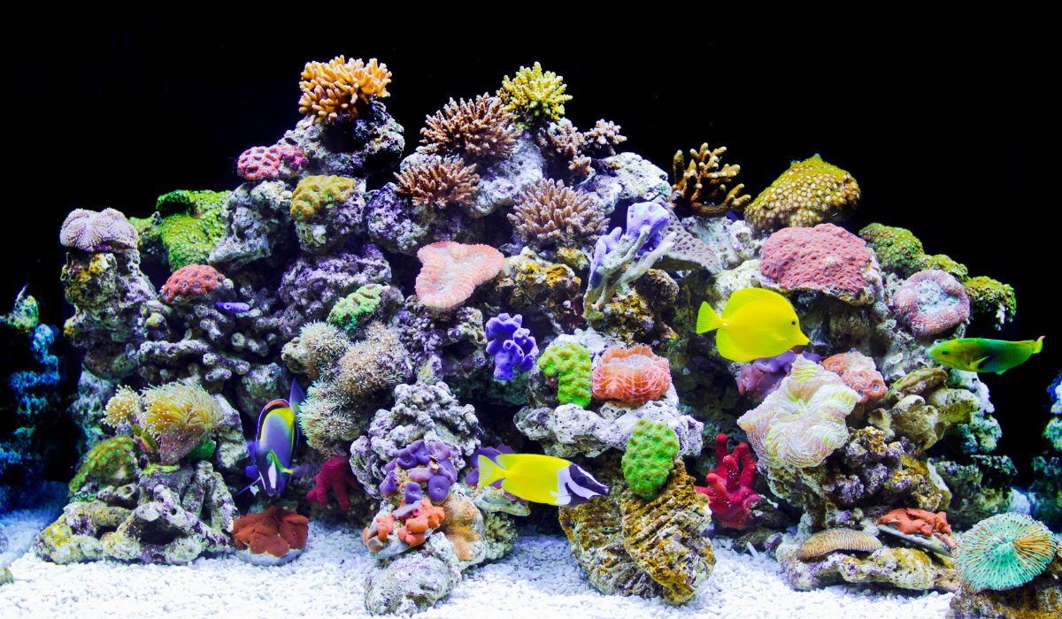 A colorful and vibrant salt water aquarium with fish, rocks, and coral.