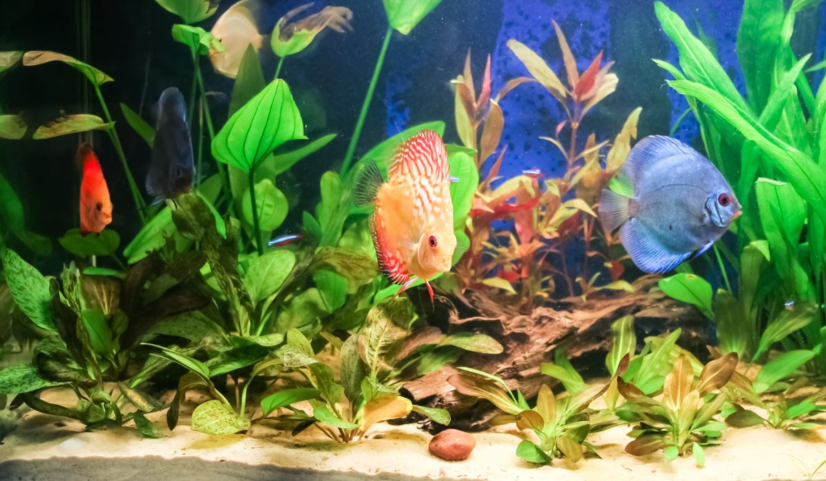 A freshwater aquarium with green plants and different color fish. 