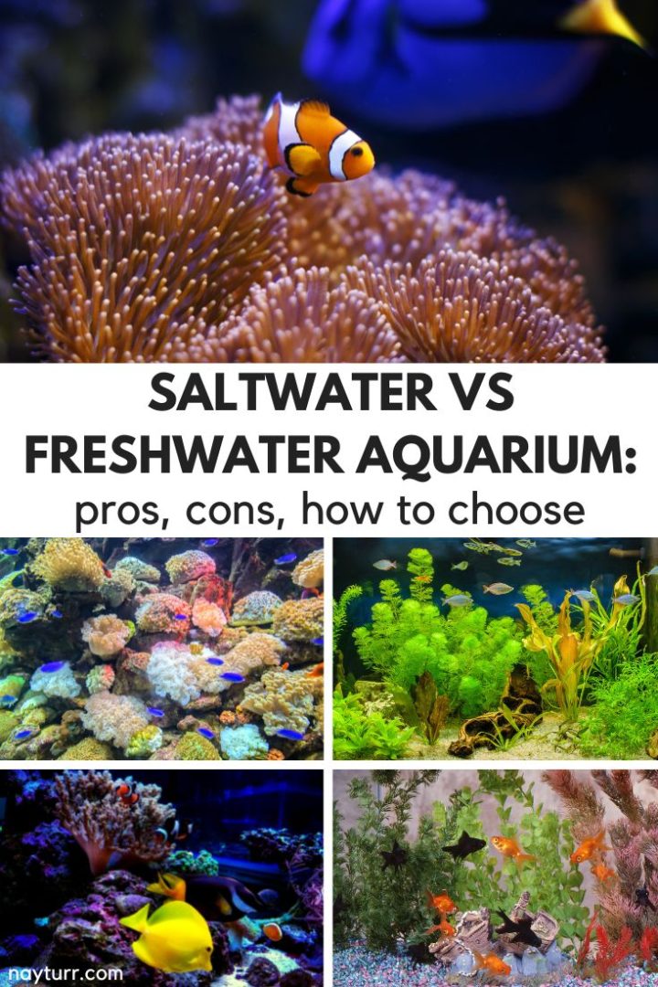 Saltwater Vs. Freshwater Aquarium Pros, Cons, How To Choose Nayturr