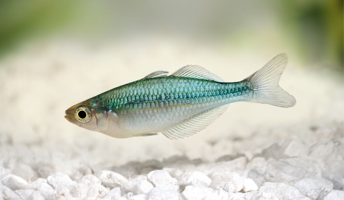 How Long Can Fish Survive in Tap Water? Is It Safe? Nayturr