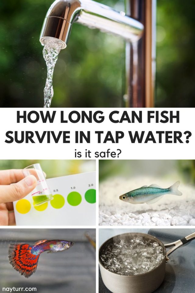 How Long Can Fish Survive in Tap Water? Is It Safe? Nayturr
