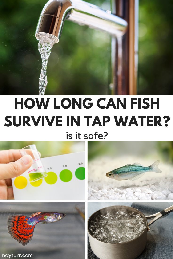 How Long Can Fish Survive in Tap Water? Is It Safe? Nayturr