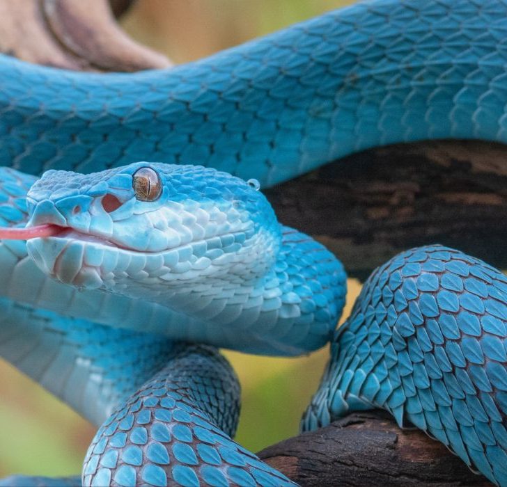 Picture Idea: Which Snakes Eat Poisonous Snakes Full Guide